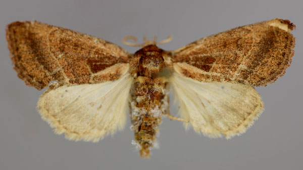 /filer/webapps/moths/media/images/T/tephragramma_Diparopsis_A_RMCA_01.jpg