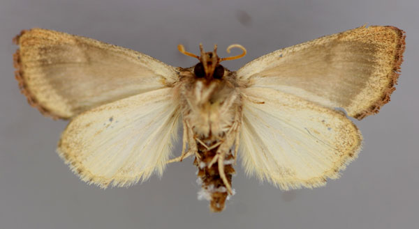 /filer/webapps/moths/media/images/T/tephragramma_Diparopsis_A_RMCA_02.jpg