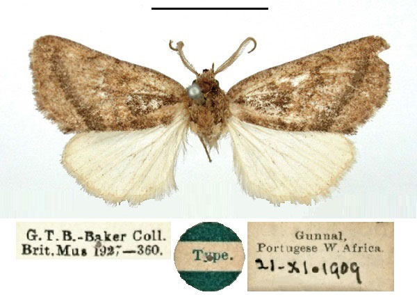/filer/webapps/moths/media/images/T/tephragramma_Diparopsis_HT_BMNH.jpg
