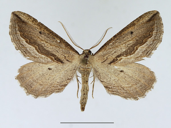 /filer/webapps/moths/media/images/T/tephrinata_Hebdomophruda_AF_TMSA.jpg