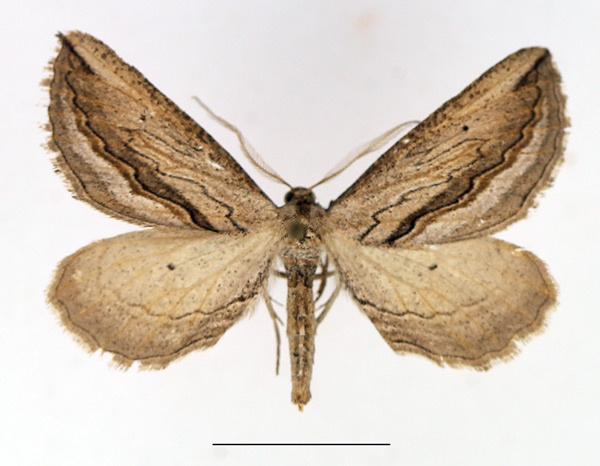 /filer/webapps/moths/media/images/T/tephrinata_Hebdomophruda_AM_TMSA.jpg