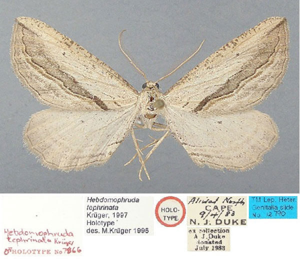 /filer/webapps/moths/media/images/T/tephrinata_Hebdomophruda_HT_TMSA.jpg