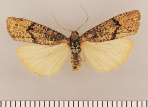/filer/webapps/moths/media/images/T/tephrinata_Pasteosia_PTF_TMSA.jpg