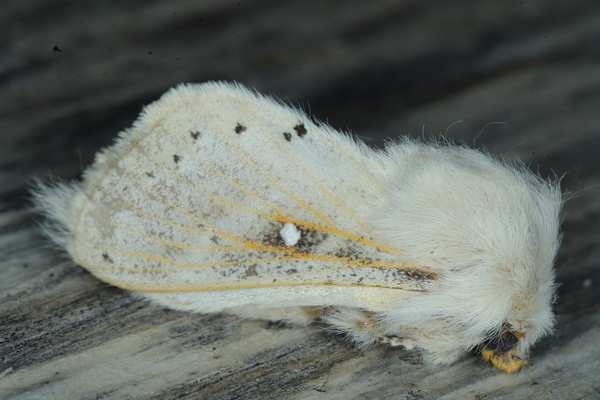 /filer/webapps/moths/media/images/T/tephrobaphes_Bombycopsis_A_Heyns_01.JPG