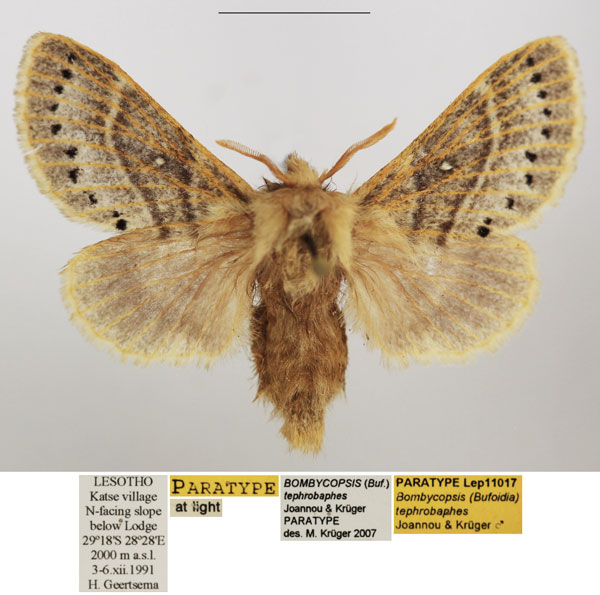 /filer/webapps/moths/media/images/T/tephrobaphes_Bombycopsis_PTF_TMSA.jpg