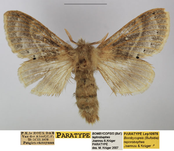 /filer/webapps/moths/media/images/T/tephrobaphes_Bombycopsis_PTF_TMSA_02.jpg