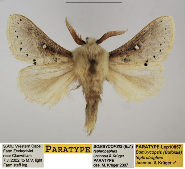 /filer/webapps/moths/media/images/T/tephrobaphes_Bombycopsis_PTM_TMSA_02.jpg