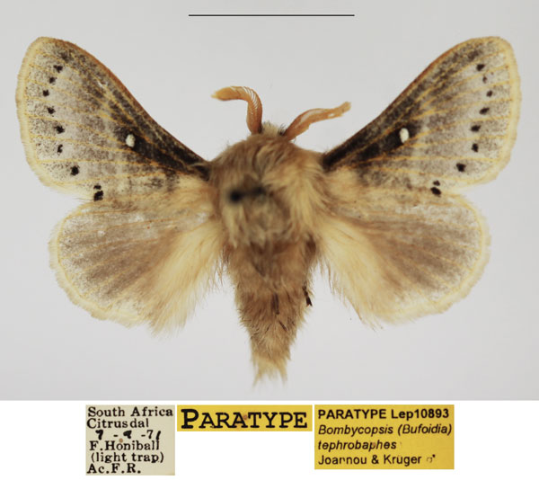 /filer/webapps/moths/media/images/T/tephrobaphes_Bombycopsis_PTM_TMSA_03.jpg