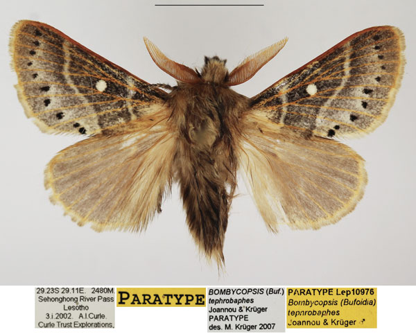 /filer/webapps/moths/media/images/T/tephrobaphes_Bombycopsis_PTM_TMSA_04.jpg