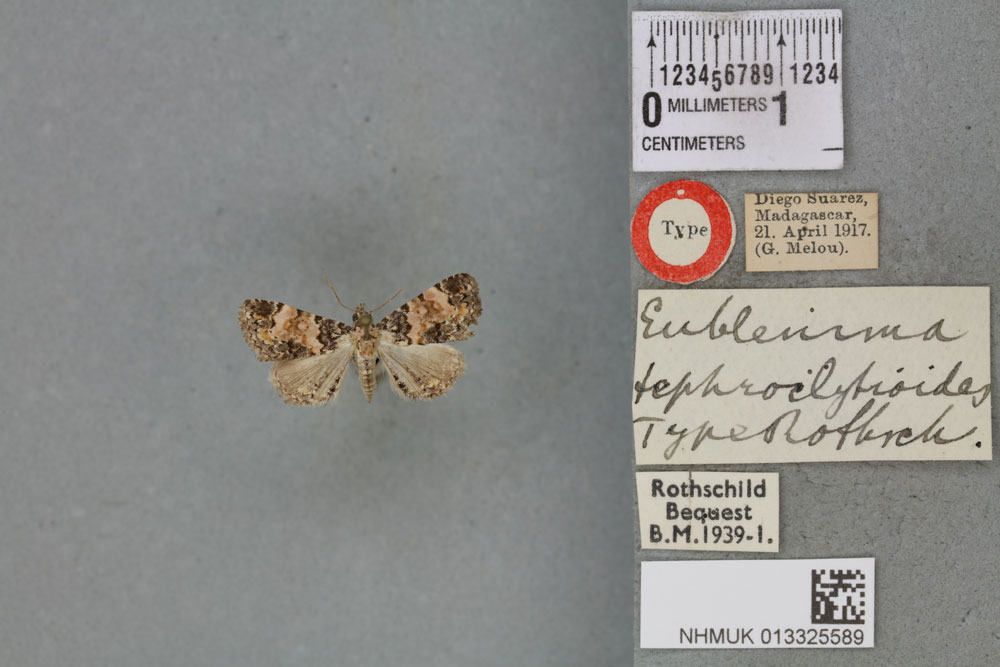 /filer/webapps/moths/media/images/T/tephroclystioides_Eublemma_HT_BMNHa.jpg