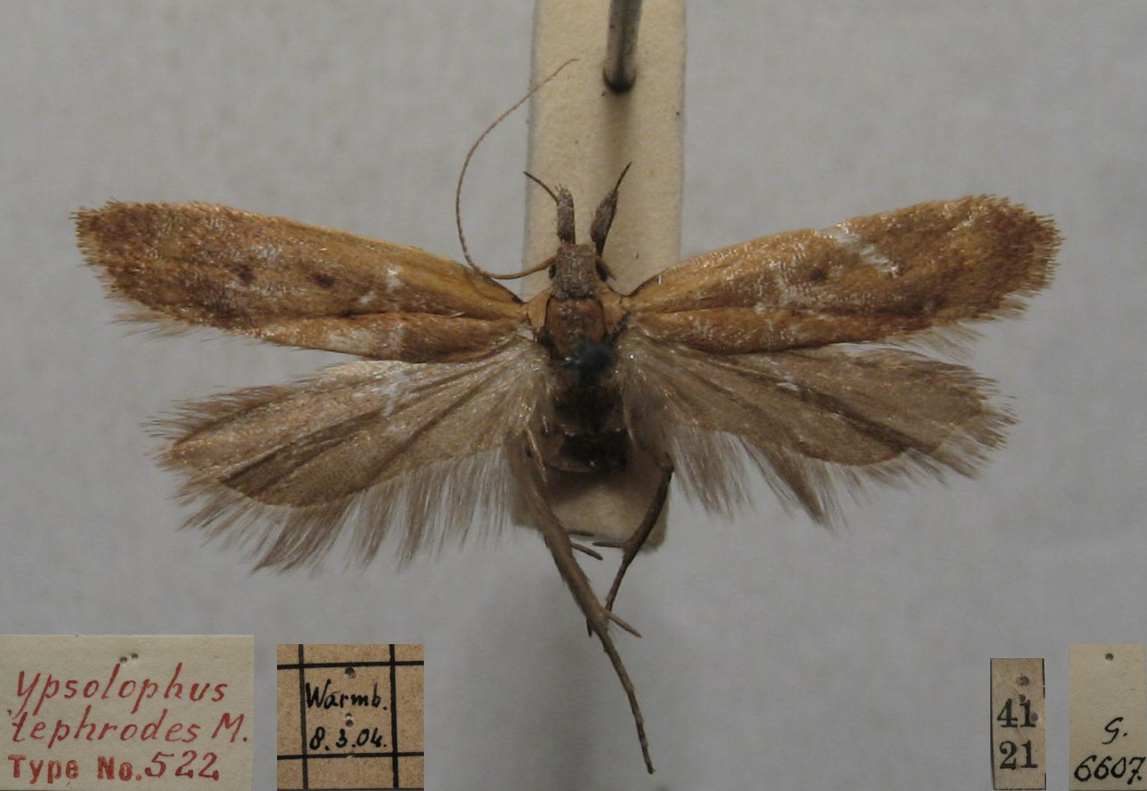 /filer/webapps/moths/media/images/T/tephrodes_Ypsolophus_FHT_TMSA.jpg