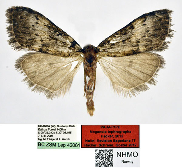/filer/webapps/moths/media/images/T/tephrographa_Meganola_PT_NHMO.jpg