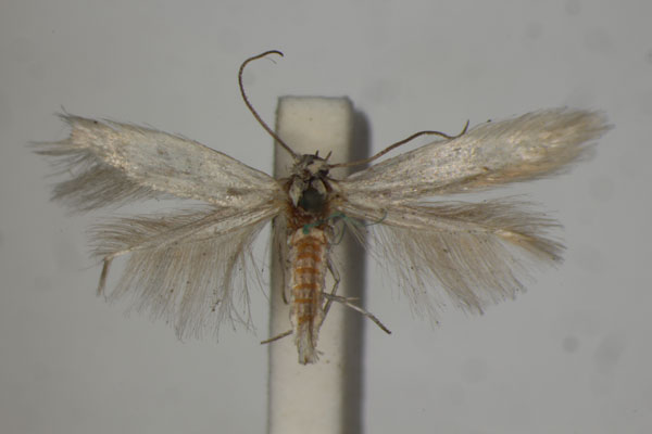 /filer/webapps/moths/media/images/T/tephroleuca_Pilotocoma_ST_BMNH.jpg