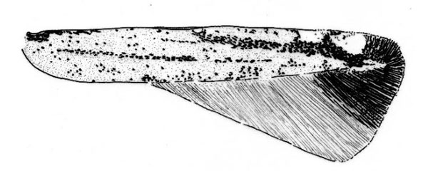 /filer/webapps/moths/media/images/T/tephrosiella_Phodoryctis_A_Triberti-etal_2024_35.jpg