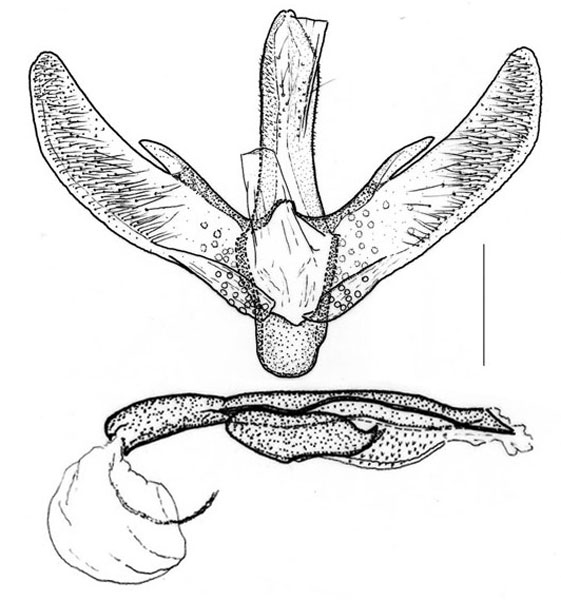 /filer/webapps/moths/media/images/T/tephrosiella_Phodoryctis_GM_Triberti-etal_2024_40_u0I5E2W.jpg