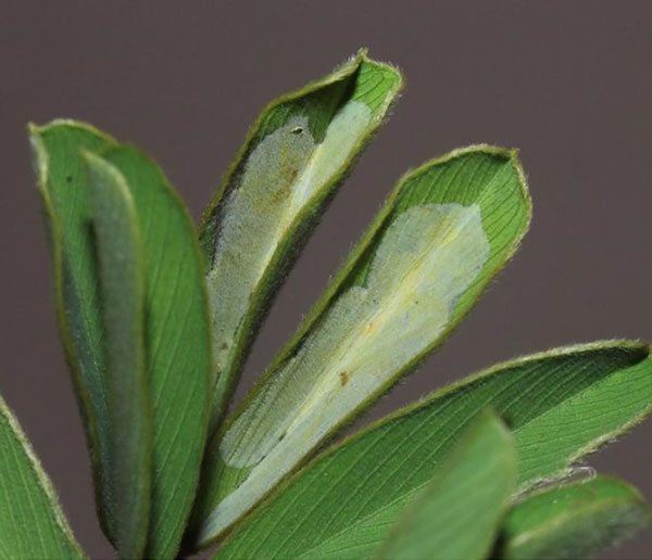 /filer/webapps/moths/media/images/T/tephrosiella_Phodoryctis_mine_Triberti-etal_2024_48.jpg