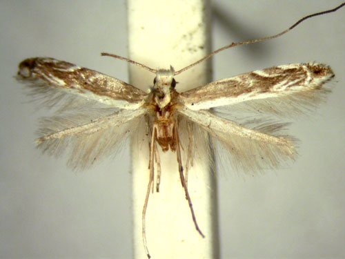 /filer/webapps/moths/media/images/T/tephrostola_Epicephala_HT_TMSA5702.jpg