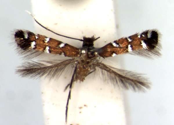 /filer/webapps/moths/media/images/T/teramni_Porphyrosela_AM_RMCA.jpg