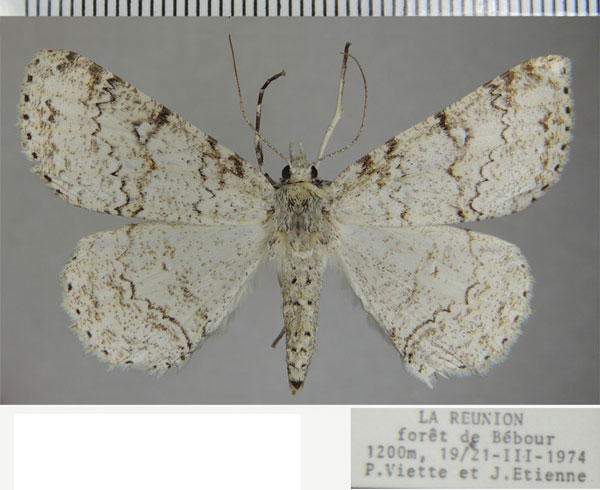 /filer/webapps/moths/media/images/T/terebraria_Ascotis_AF_ZSM_01.jpg