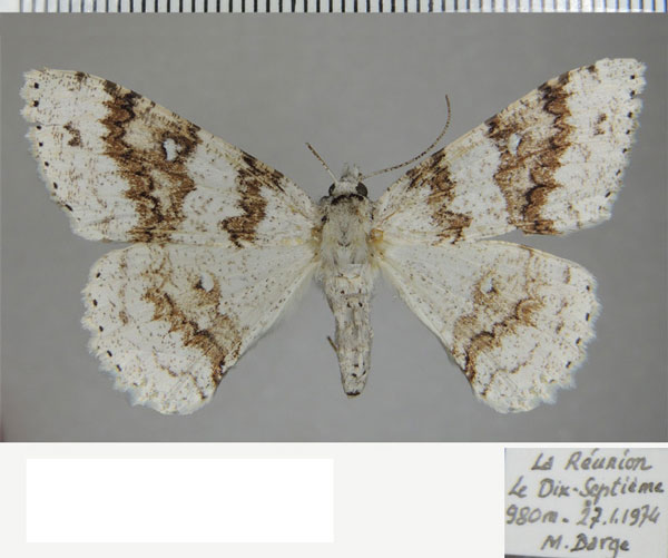 /filer/webapps/moths/media/images/T/terebraria_Ascotis_AF_ZSM_02.jpg