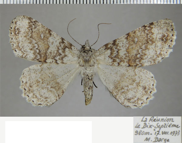 /filer/webapps/moths/media/images/T/terebraria_Ascotis_AF_ZSM_03.jpg