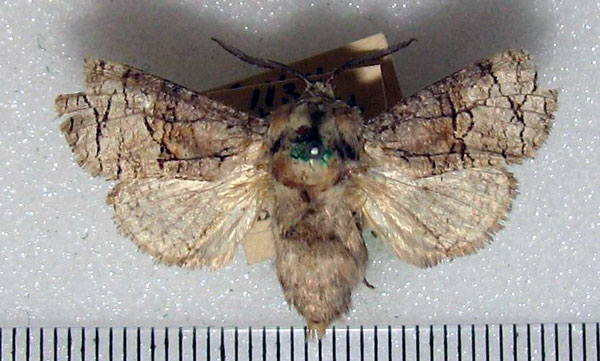 /filer/webapps/moths/media/images/T/terebroides_Brachelia_A_HDOU.jpg