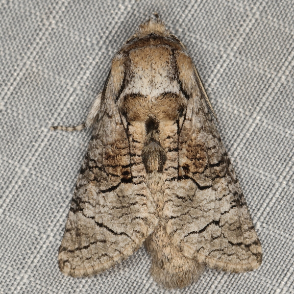 /filer/webapps/moths/media/images/T/terebroides_Brachylia_A_Heyns_01.JPG