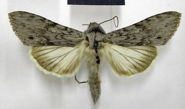 /filer/webapps/moths/media/images/T/terensis_Cucullia_AM_TMSA_01.jpg