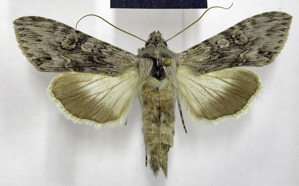 /filer/webapps/moths/media/images/T/terensis_Cucullia_AM_TMSA_02.jpg