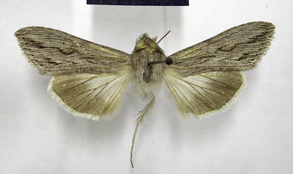 /filer/webapps/moths/media/images/T/terensis_Cucullia_AM_TMSA_03.jpg