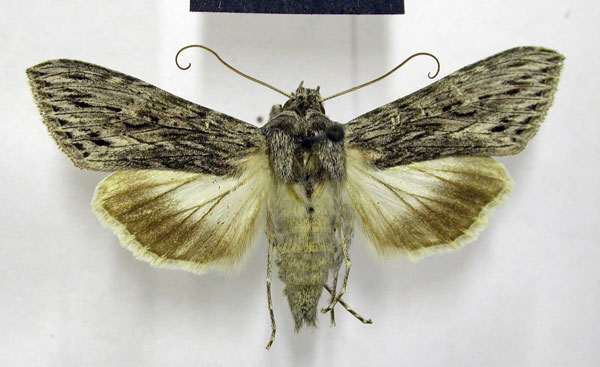 /filer/webapps/moths/media/images/T/terensis_Cucullia_AM_TMSA_04.jpg