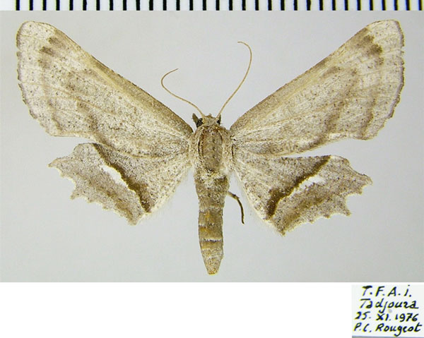 /filer/webapps/moths/media/images/T/tergimacula_Coenina_AF_ZSM.jpg