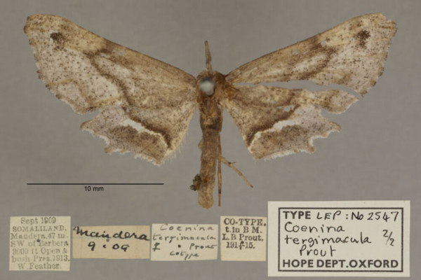 /filer/webapps/moths/media/images/T/tergimacula_Coenina_PTF_OUMNHa_02.jpg