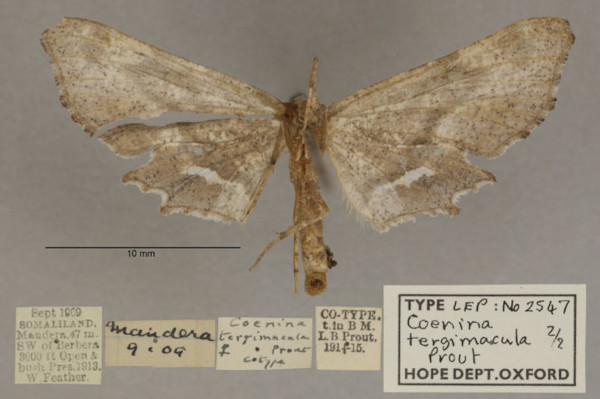 /filer/webapps/moths/media/images/T/tergimacula_Coenina_PTF_OUMNHb_02.jpg