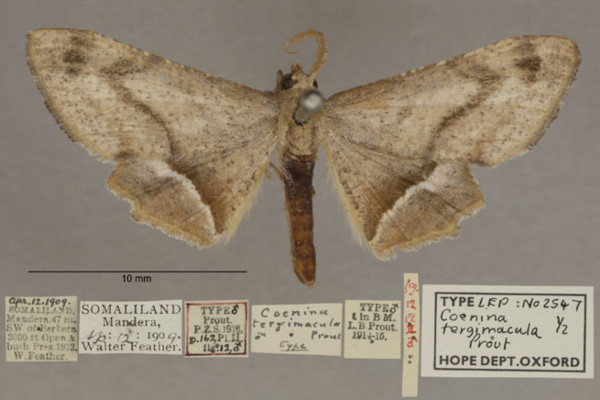 /filer/webapps/moths/media/images/T/tergimacula_Coenina_PTM_OUMNHa_01.jpg