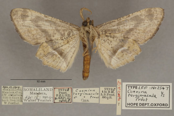 /filer/webapps/moths/media/images/T/tergimacula_Coenina_PTM_OUMNHb_01.jpg