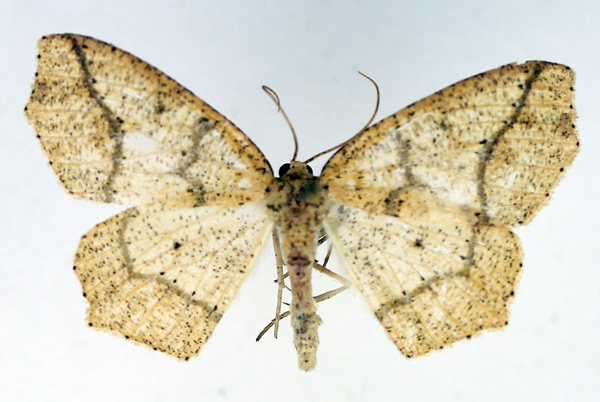 /filer/webapps/moths/media/images/T/tergorinota_Xanthisthisa_AF_TMSA.jpg