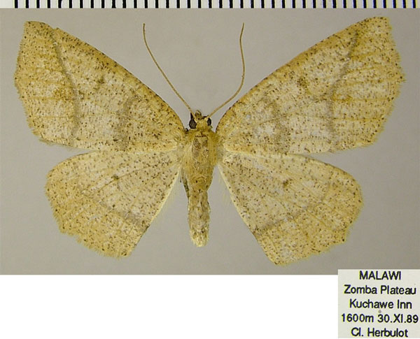 /filer/webapps/moths/media/images/T/tergorinota_Xanthisthisa_AF_ZSM.jpg