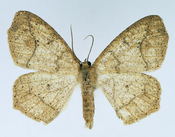 /filer/webapps/moths/media/images/T/tergorinota_Xanthisthisa_AM_TMSA.jpg