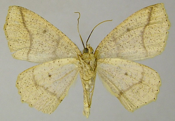 /filer/webapps/moths/media/images/T/tergorinota_Xanthisthisa_AM_ZSMb.jpg