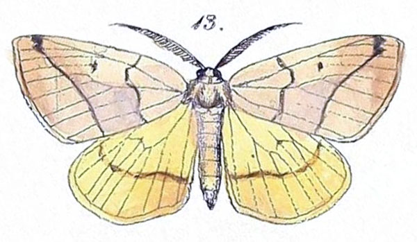 /filer/webapps/moths/media/images/T/terinata_Itame_HT_Felder_1875_129-13.jpg