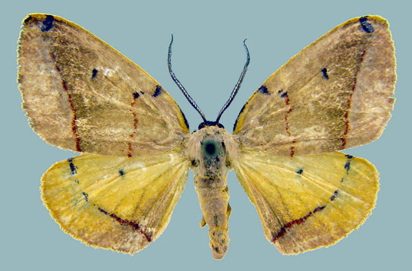 /filer/webapps/moths/media/images/T/terinata_Phoenicocampa_AF_Staude.jpg