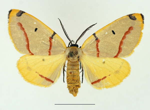 /filer/webapps/moths/media/images/T/terinata_Phoenicocampa_AF_TMSA.jpg