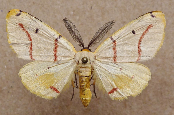 /filer/webapps/moths/media/images/T/terinata_Phoenicocampa_AM_Butler.jpg
