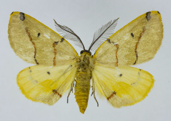 /filer/webapps/moths/media/images/T/terinata_Phoenicocampa_AM_Staude_01.jpg