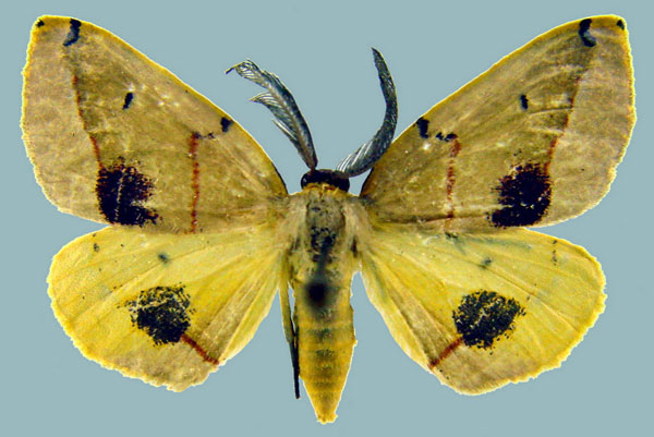 /filer/webapps/moths/media/images/T/terinata_Phoenicocampa_AM_Staude_02.jpg