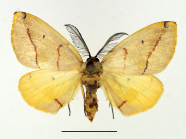 /filer/webapps/moths/media/images/T/terinata_Phoenicocampa_AM_TMSA.jpg