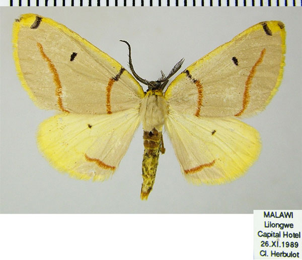 /filer/webapps/moths/media/images/T/terinata_Phoenicocampa_AM_ZSMa.jpg