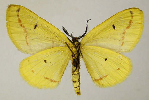 /filer/webapps/moths/media/images/T/terinata_Phoenicocampa_AM_ZSMb.jpg