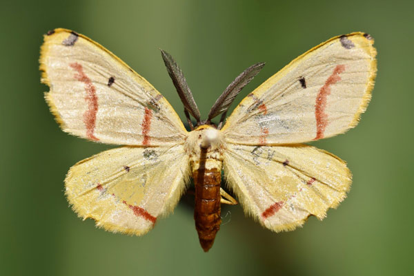 /filer/webapps/moths/media/images/T/terinata_Phoenicocampa_A_Butler.jpg